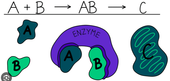 was sind Enzyme?